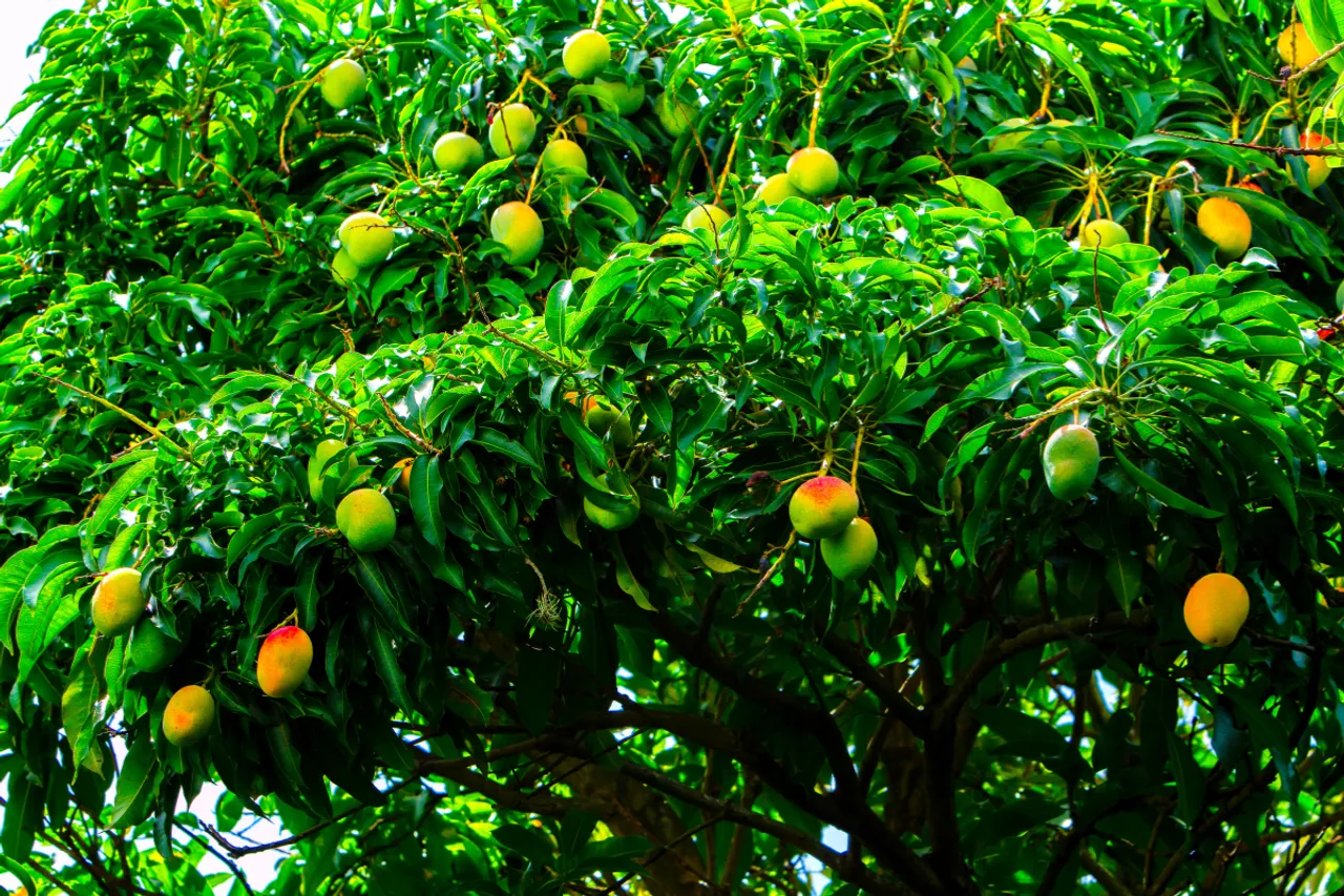 How To Identify Real Vs Fake Mango 12345678