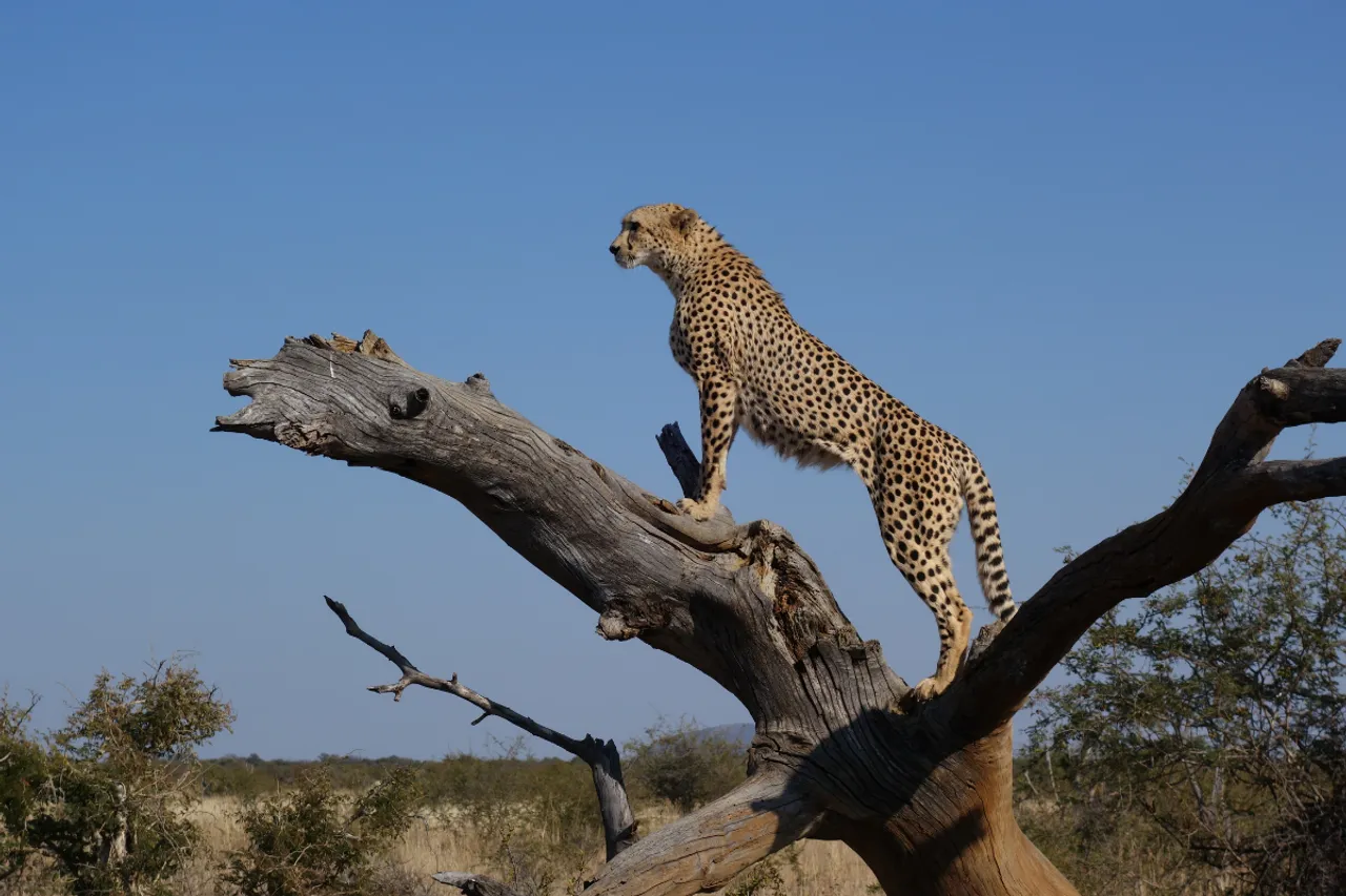 Cheetah move from Kuno National Park to Peeparghat