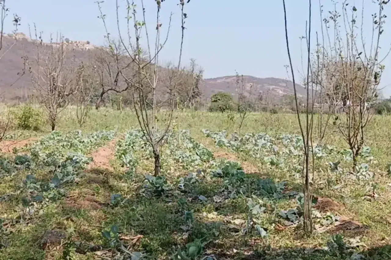 Hailstorm damage to mango and lemon crops in Mandsaur, Madhya Pradesh