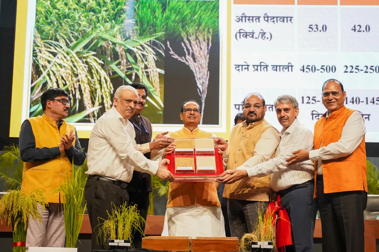 How new rice seeds help farmers save time and water