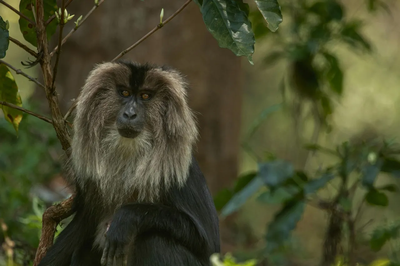 lion-tailed macaque