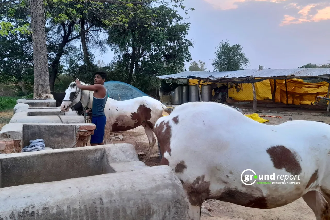 horse madhya pradesh death1