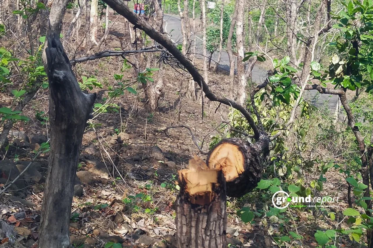 Tree cutting activity observed near protected area in Bhopal