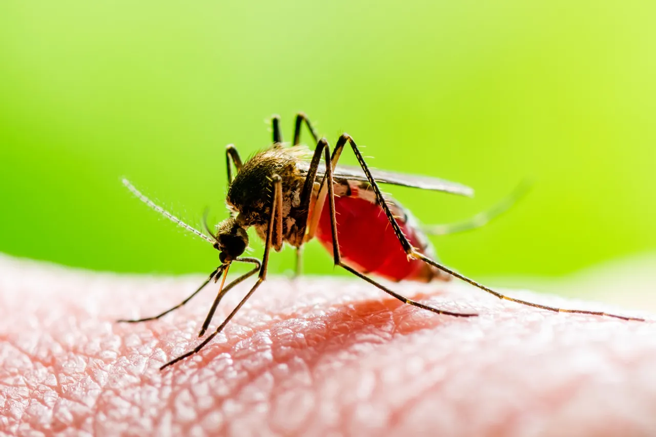 Mosquito biting a human