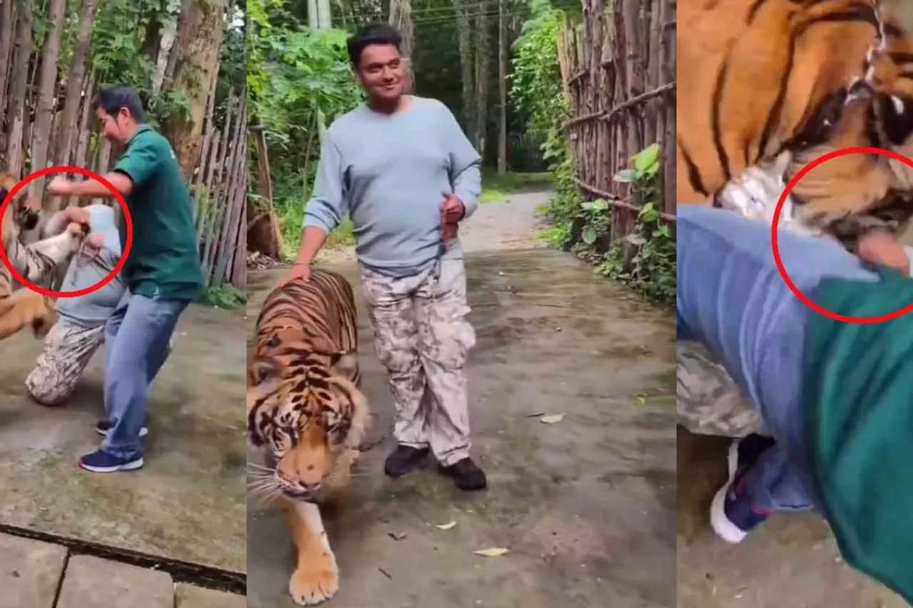 Indian tourist attacked by tiger at Thailand’s Tiger Kingdom