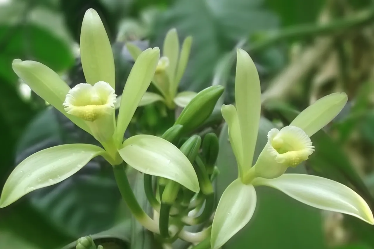 vanilla plants