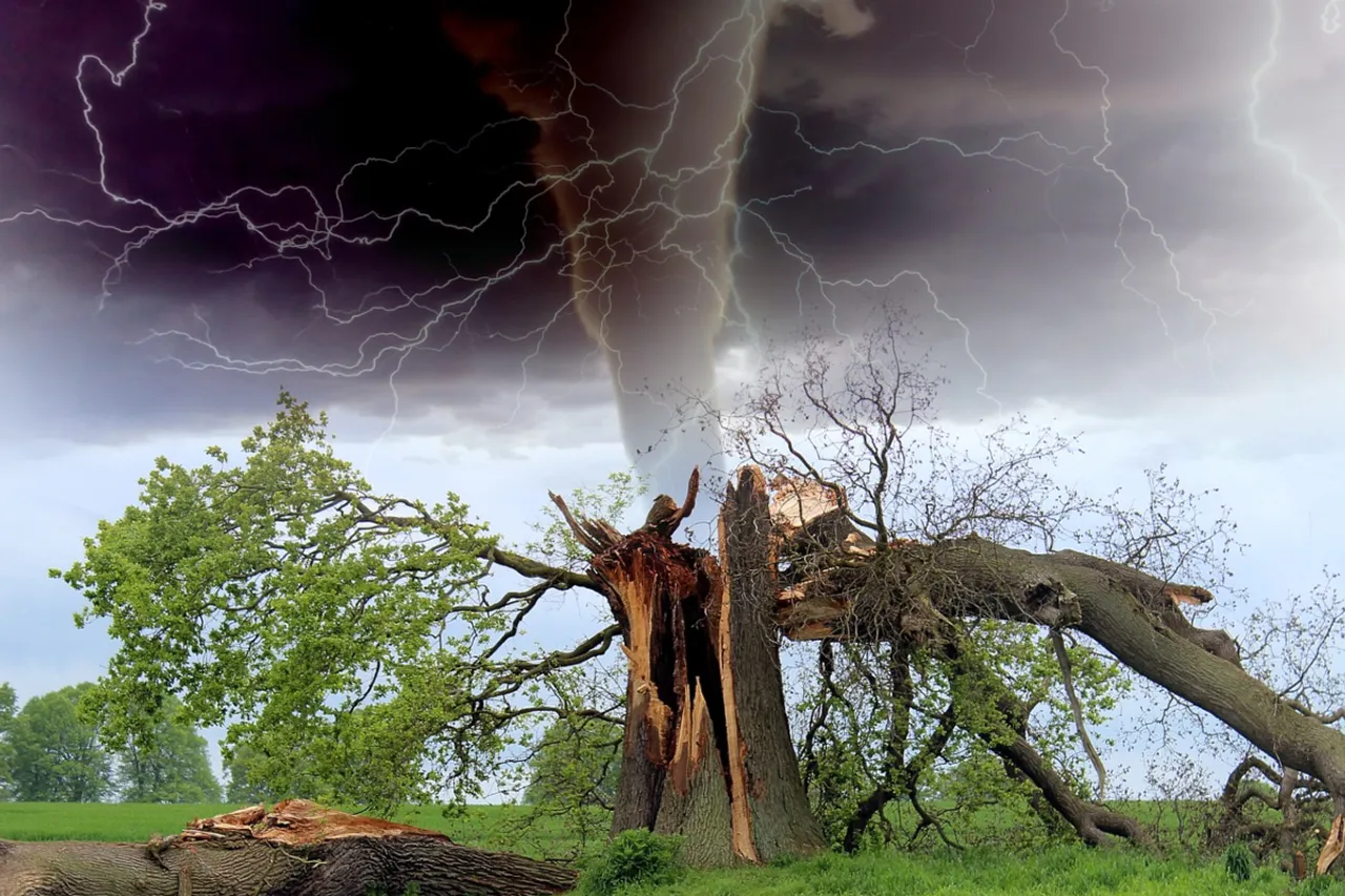 Fallen trees in the Amazon rainforest after a severe thunderstorm