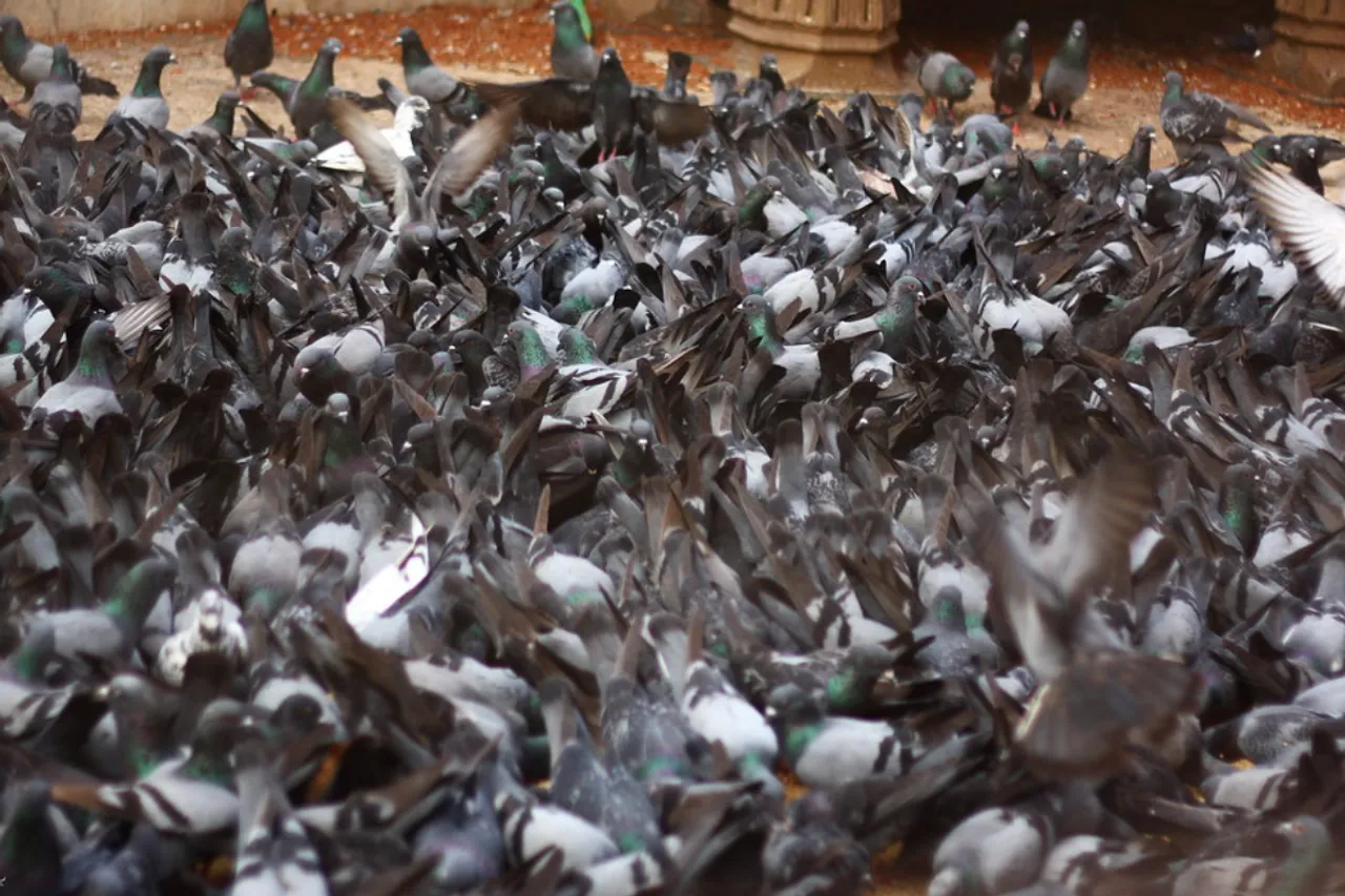 Why Maharashtra govt orders BMC to shut down Kabootar Khanas