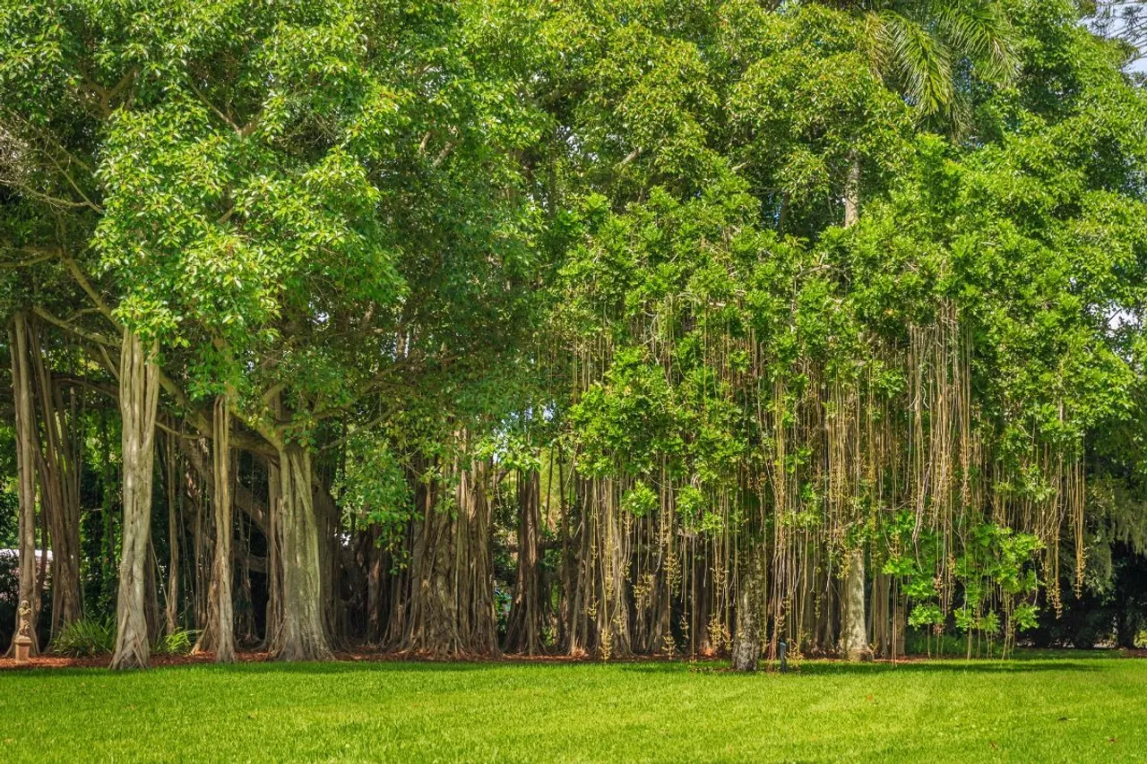 How to build a Nakshatra Vatika, list of tree species to be plante