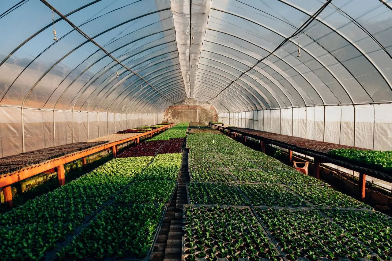 Hydroponics in India: A Smarter Way to Boost Farm Productivity and Sustainability