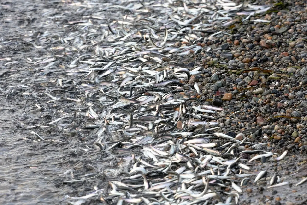 Many fish are social, but pesticides are pushing them apart