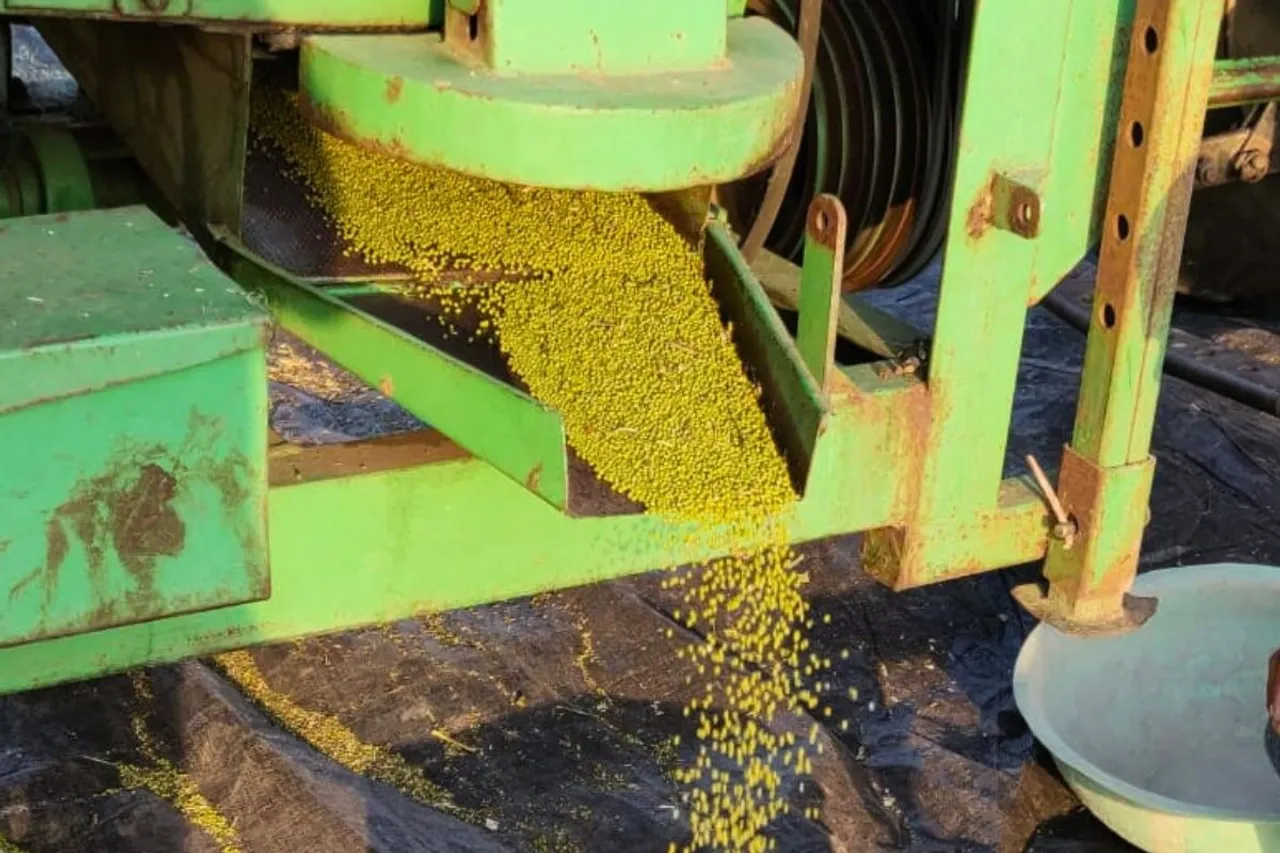 Moong threshing in Madhya Pradesh