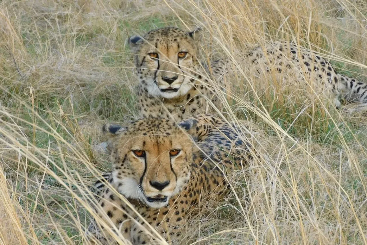 Two South African cheetahs (Prabhav and Pavak) settled in Gandhi Sagar Sanctuary