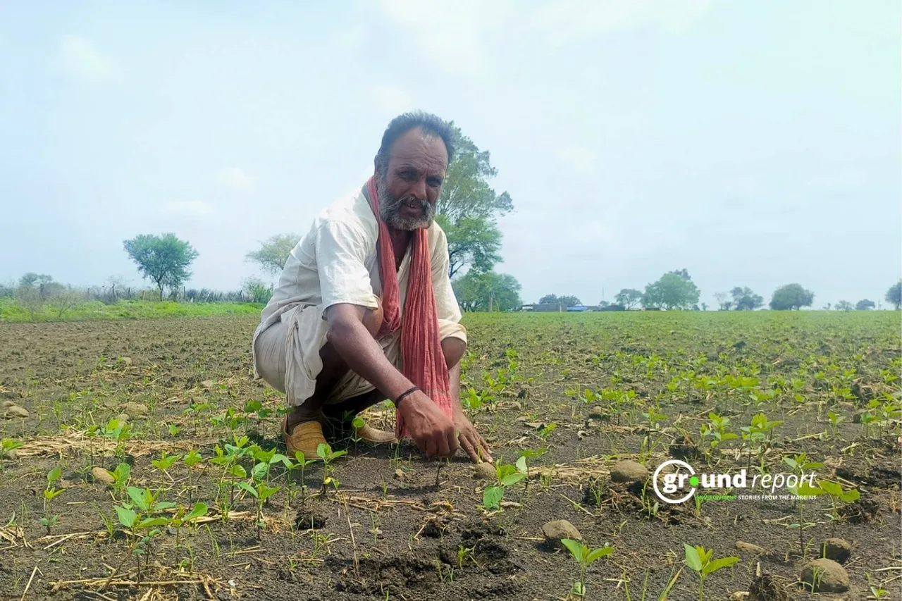Soybean farmers forced to re sow their crops due to seed failure