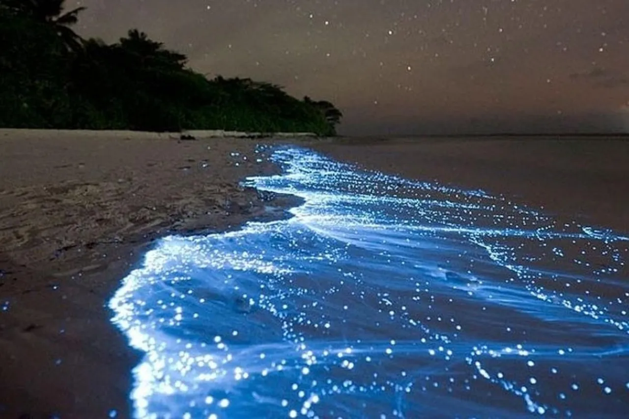 Bangaram Island, Lakshadweep Bioluminescence