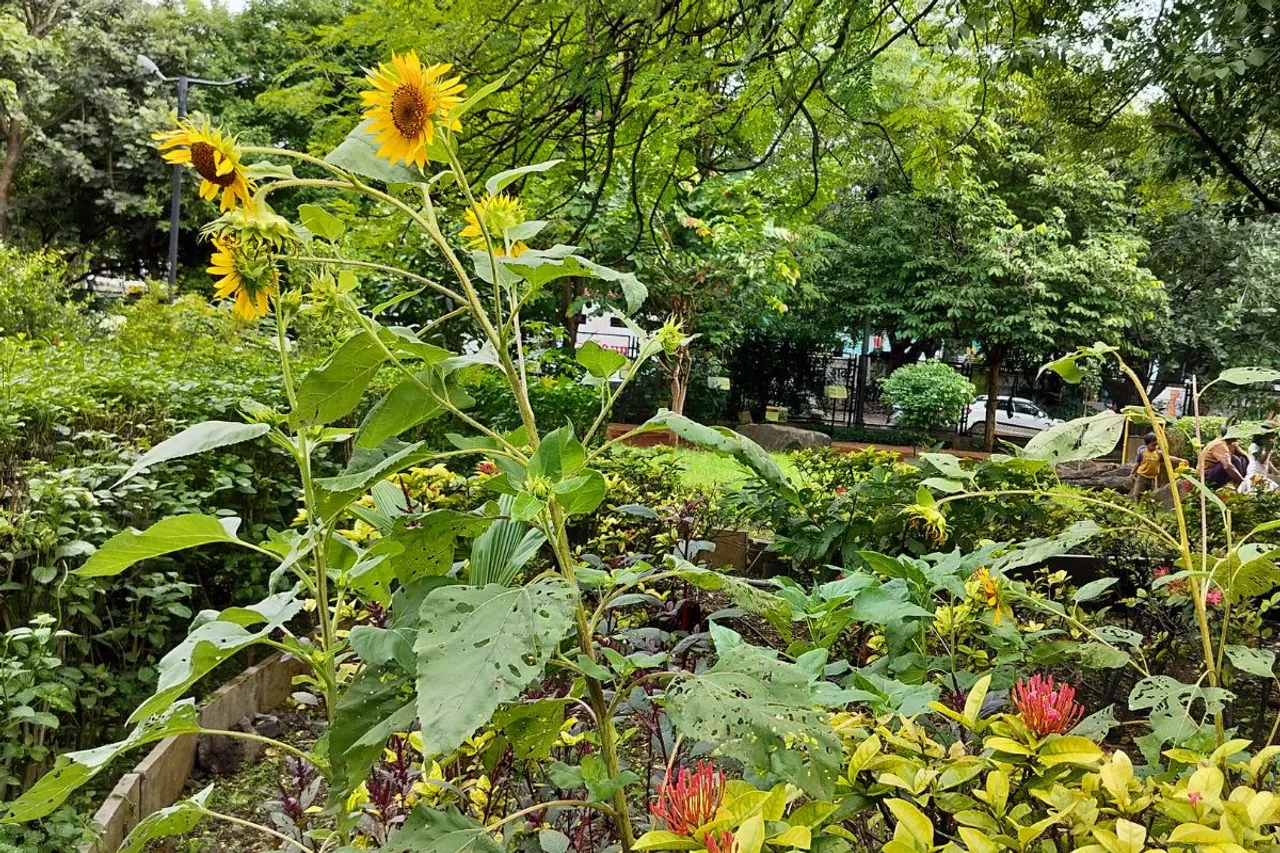 sunflower 
