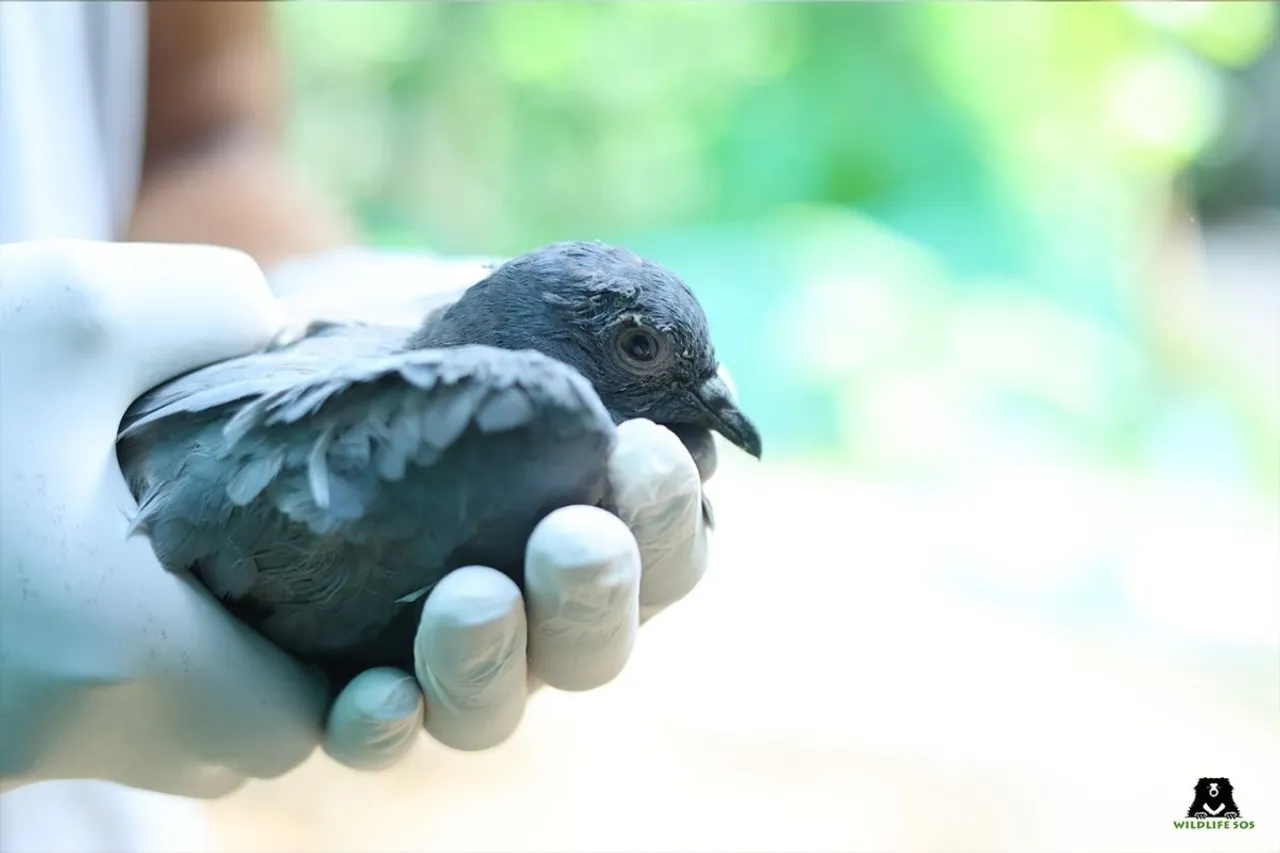 Severe Heatwave in North India Wildlife SOS Boosts Rescue Efforts