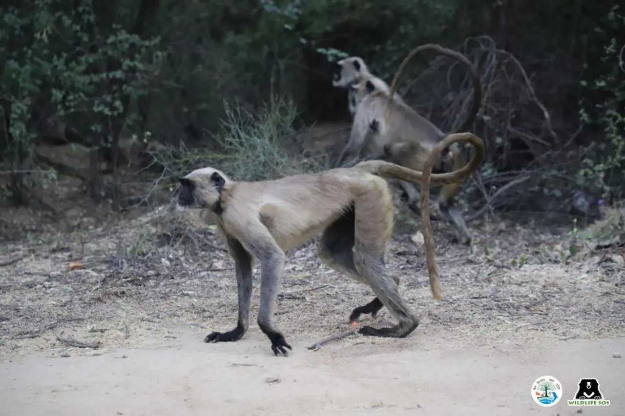 The grey langur is protected under Schedule II of the Wildlife (Protection) Act