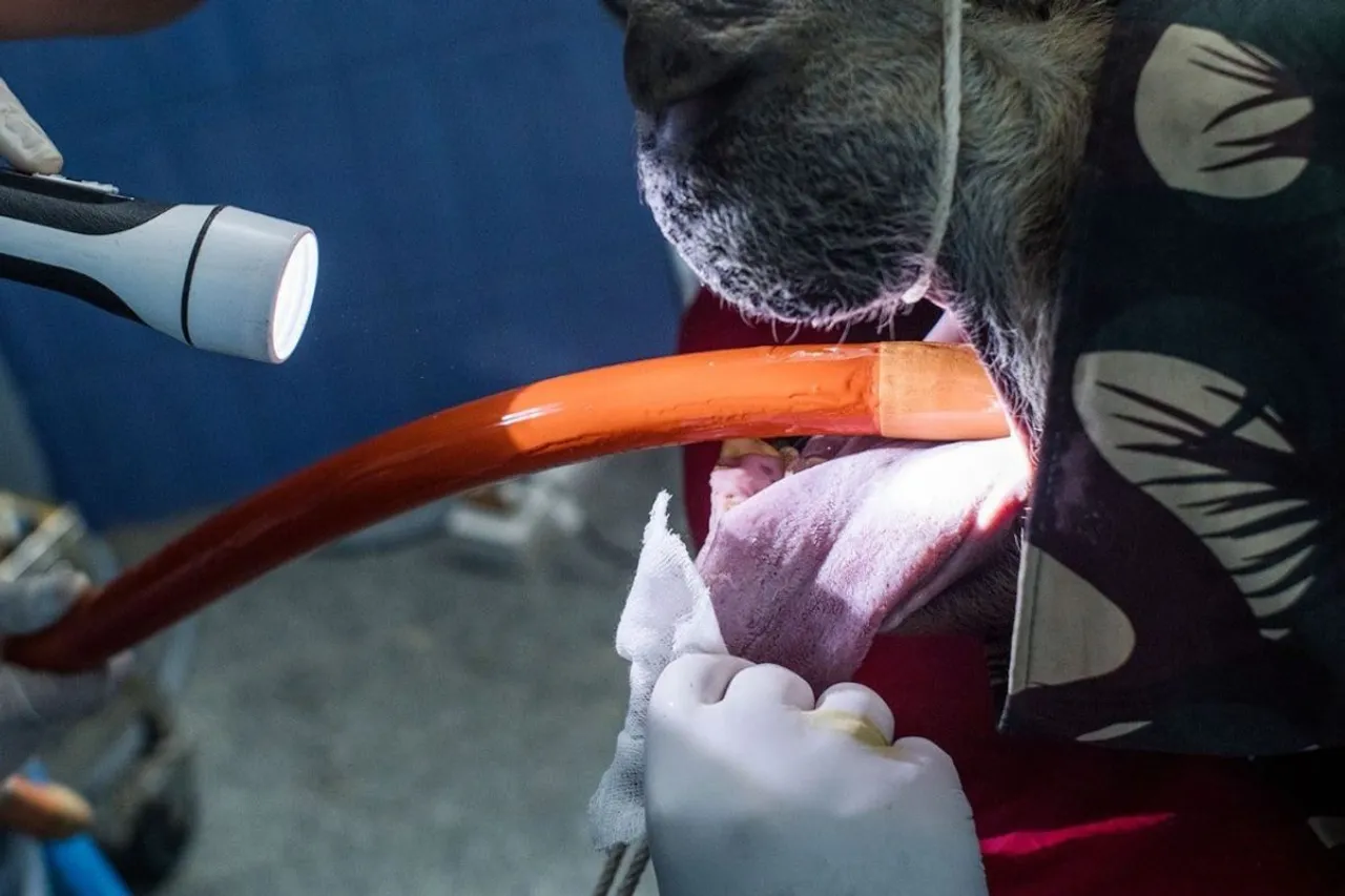 Various rescued bears have benefitted from root canal treatments and are now living a healthier life