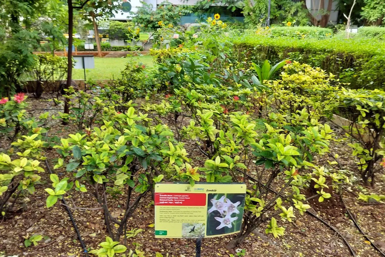Native Crown Flower 