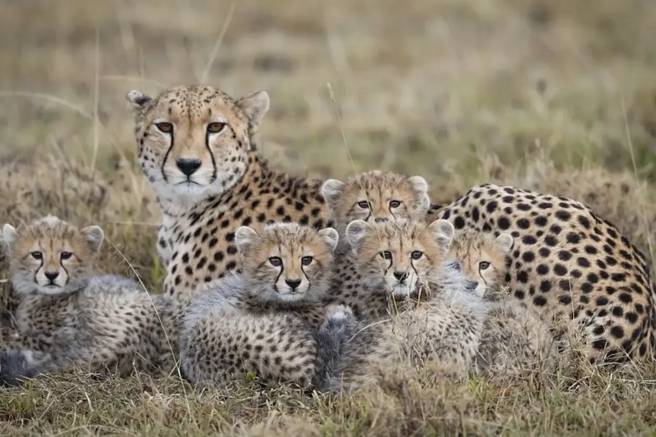 cheetah