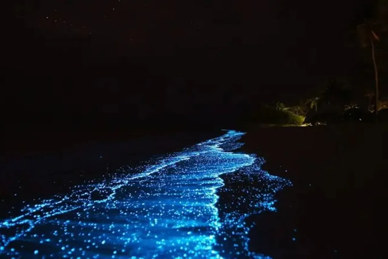 Betalbatim Beach, Goa  Bioluminescence