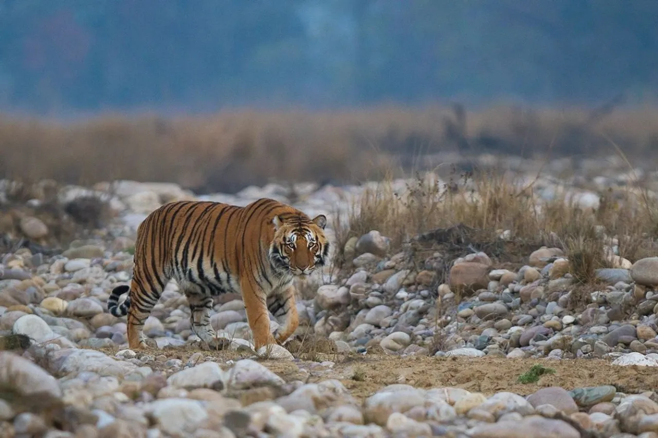 Leopard Attacks Claim Third Victim in Pune's Junnar Region