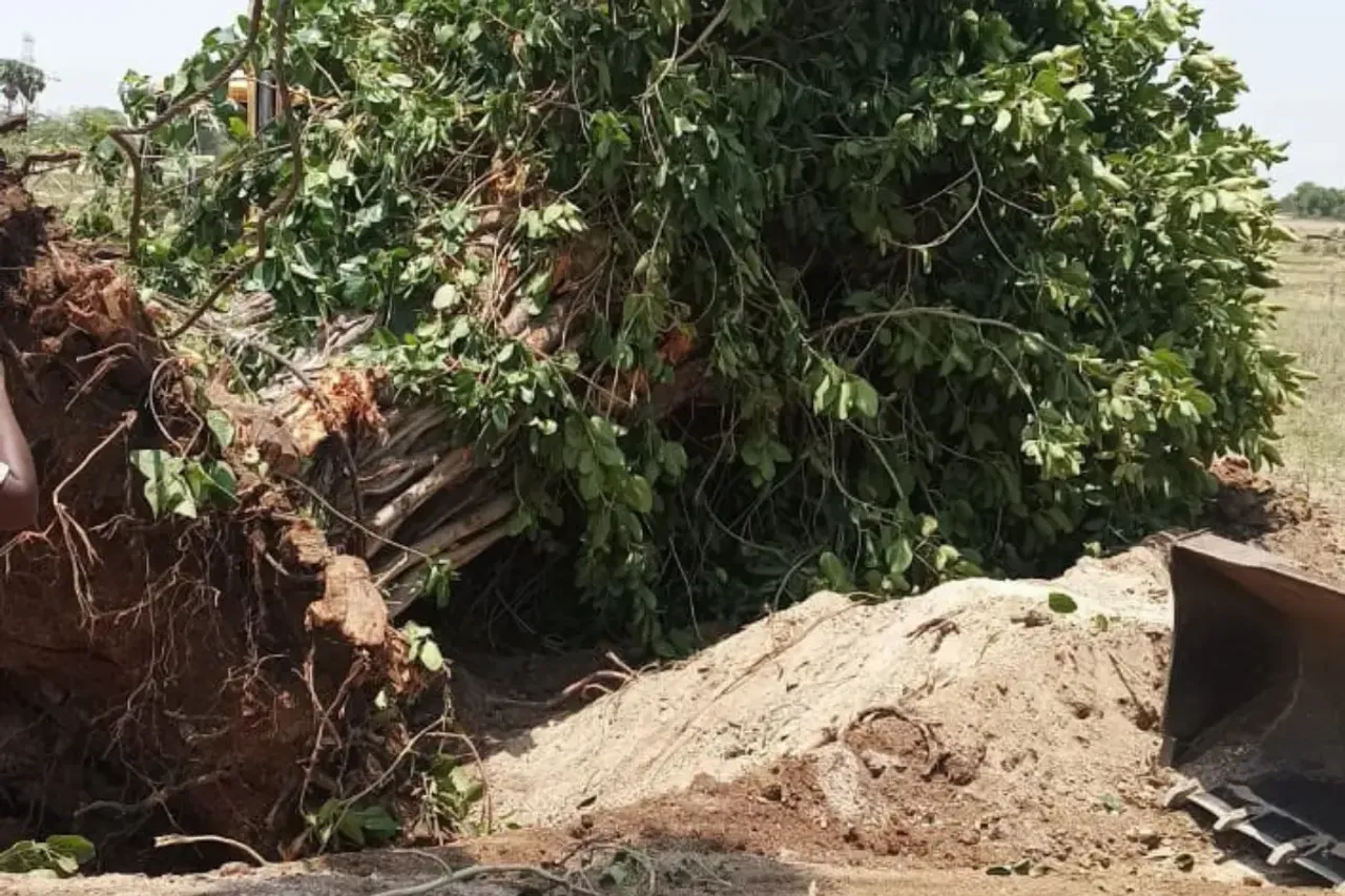 tree shifting 
