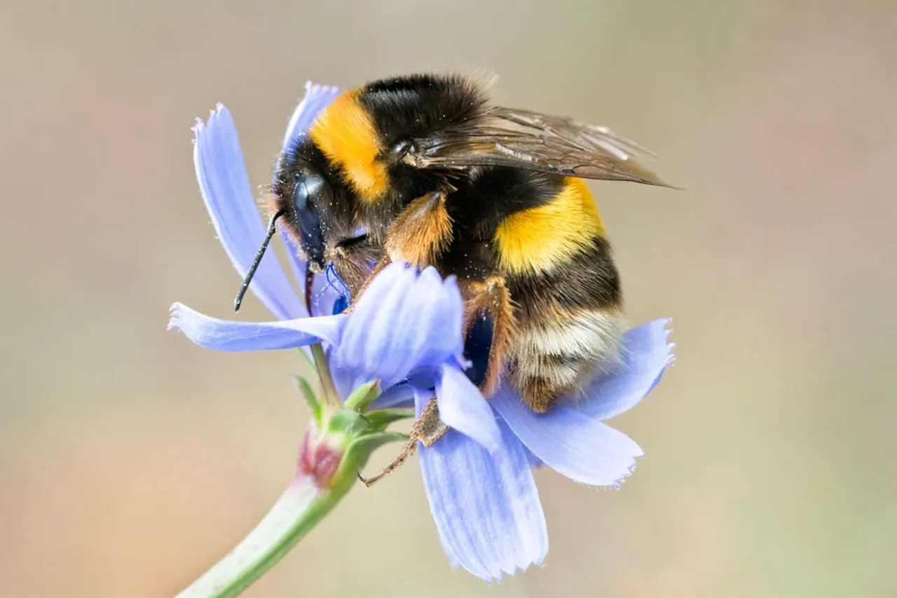 bumble bee on blue wild flower