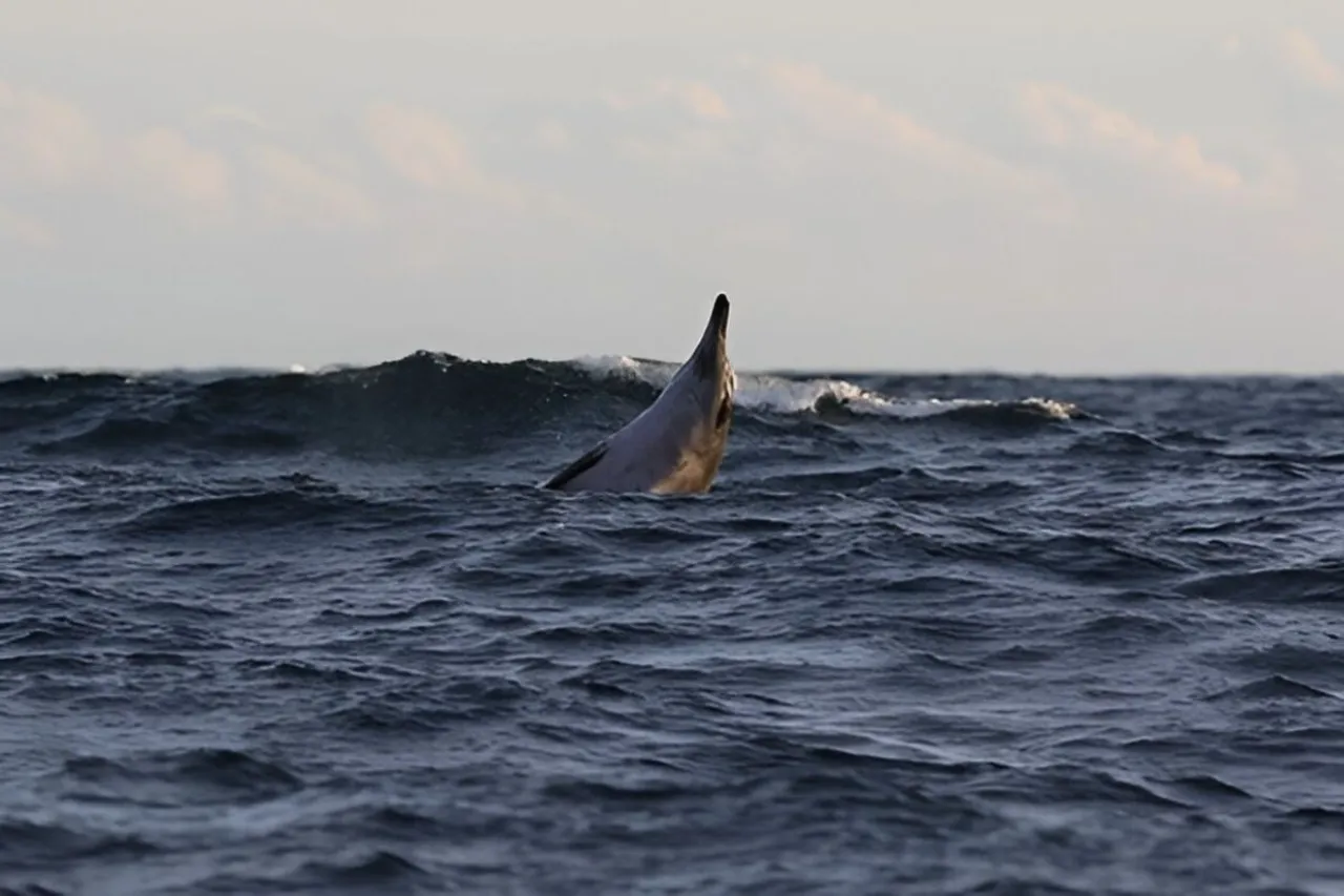 Rare Sowerby's beaked whale breaches in Nova Scotia's Gully Marine Protected Area, highlighting human threats to elusive marine species