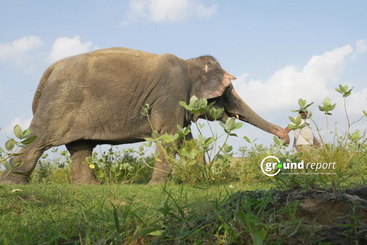 an elephant