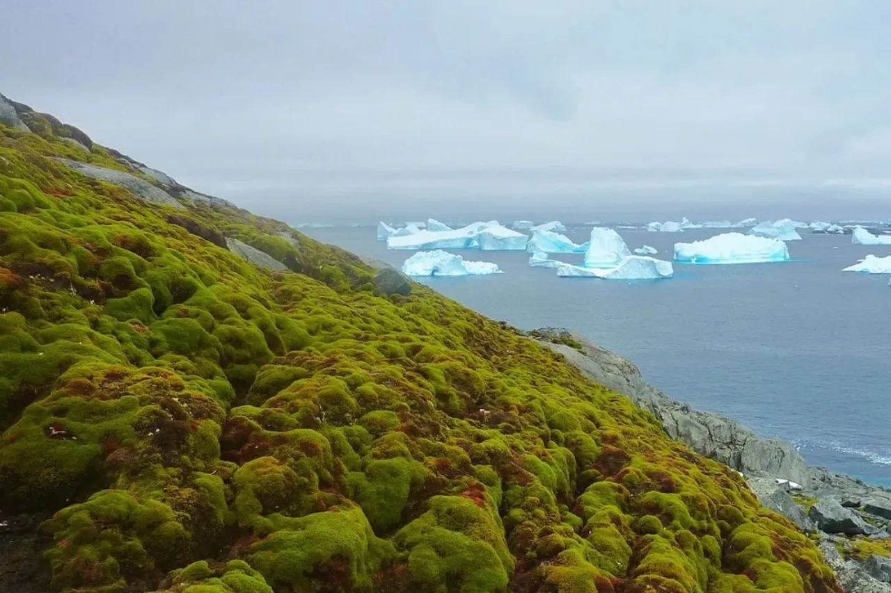 Antarctica is turning green