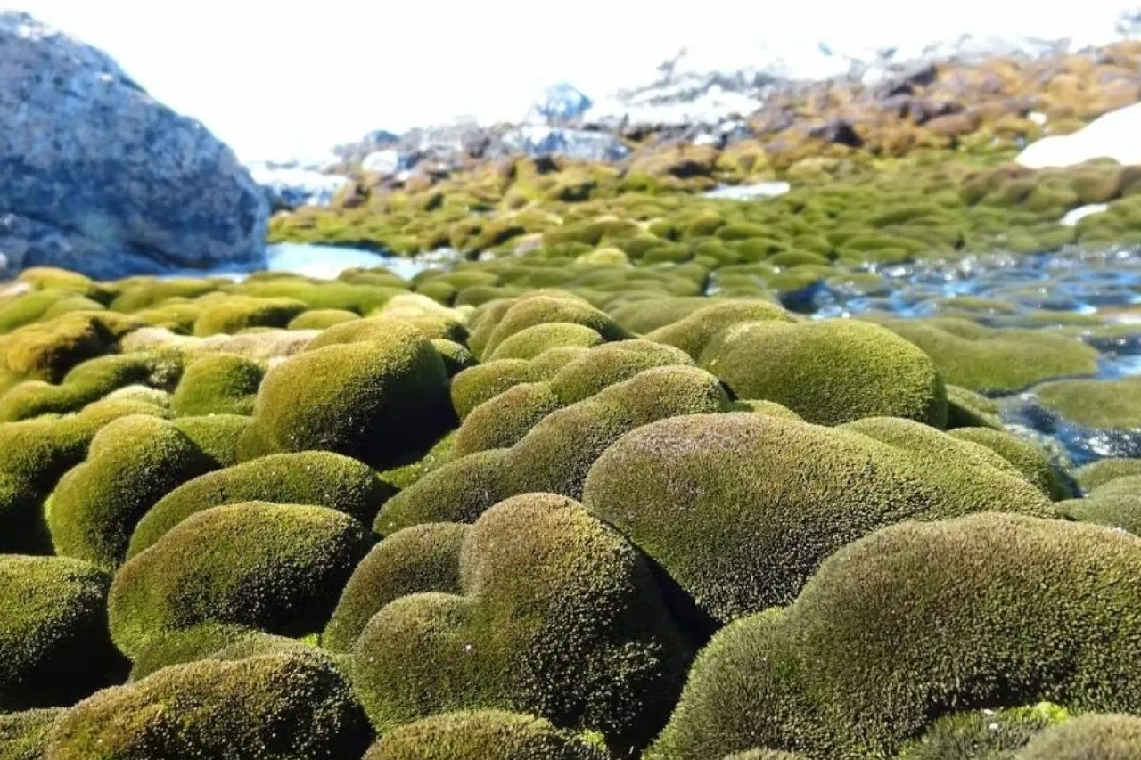 Antarctica is turning green1