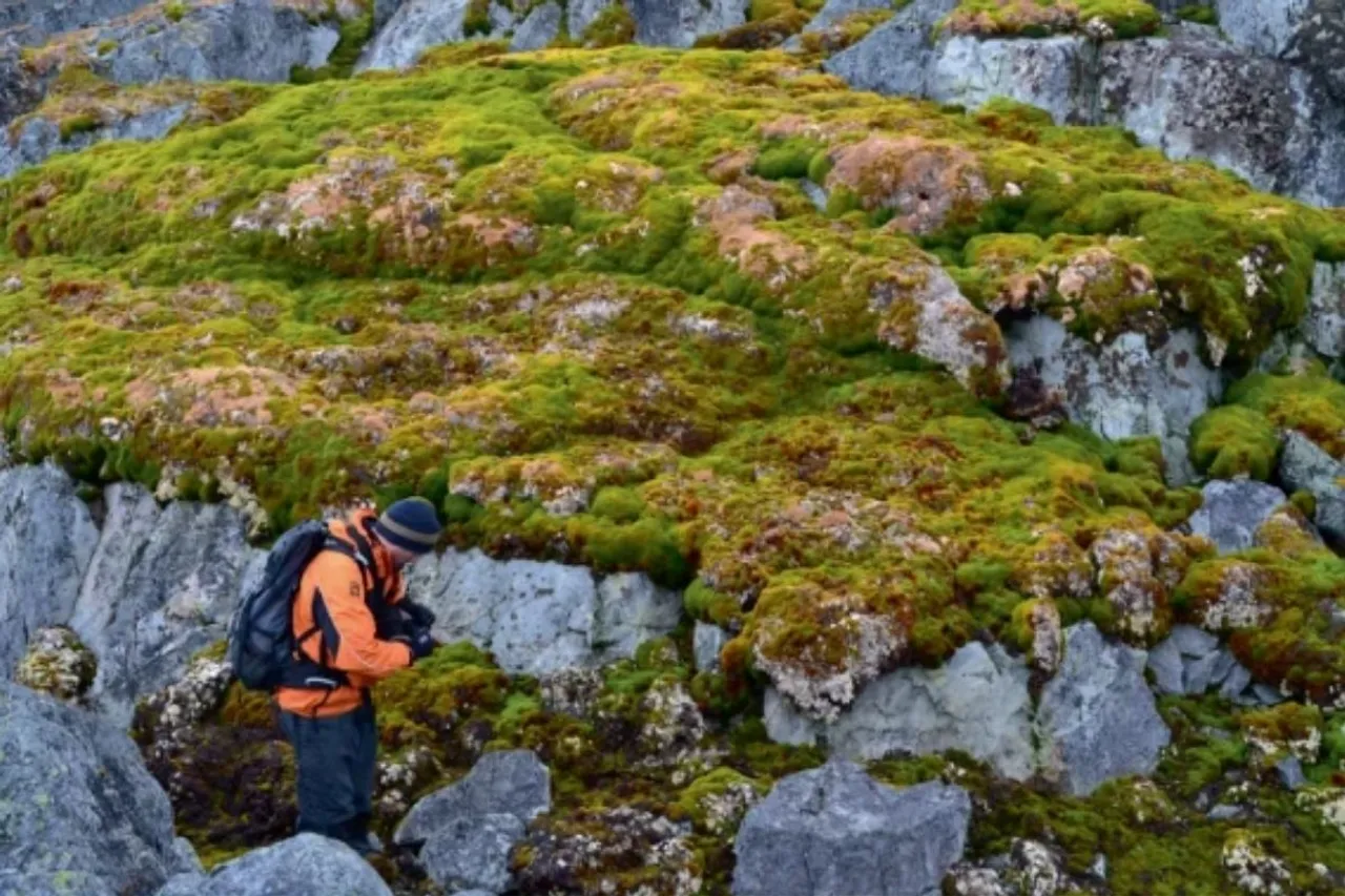 Antarctica is turning green1234