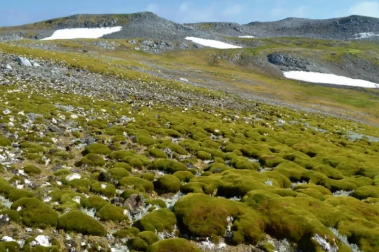 Antarctica is turning green123456