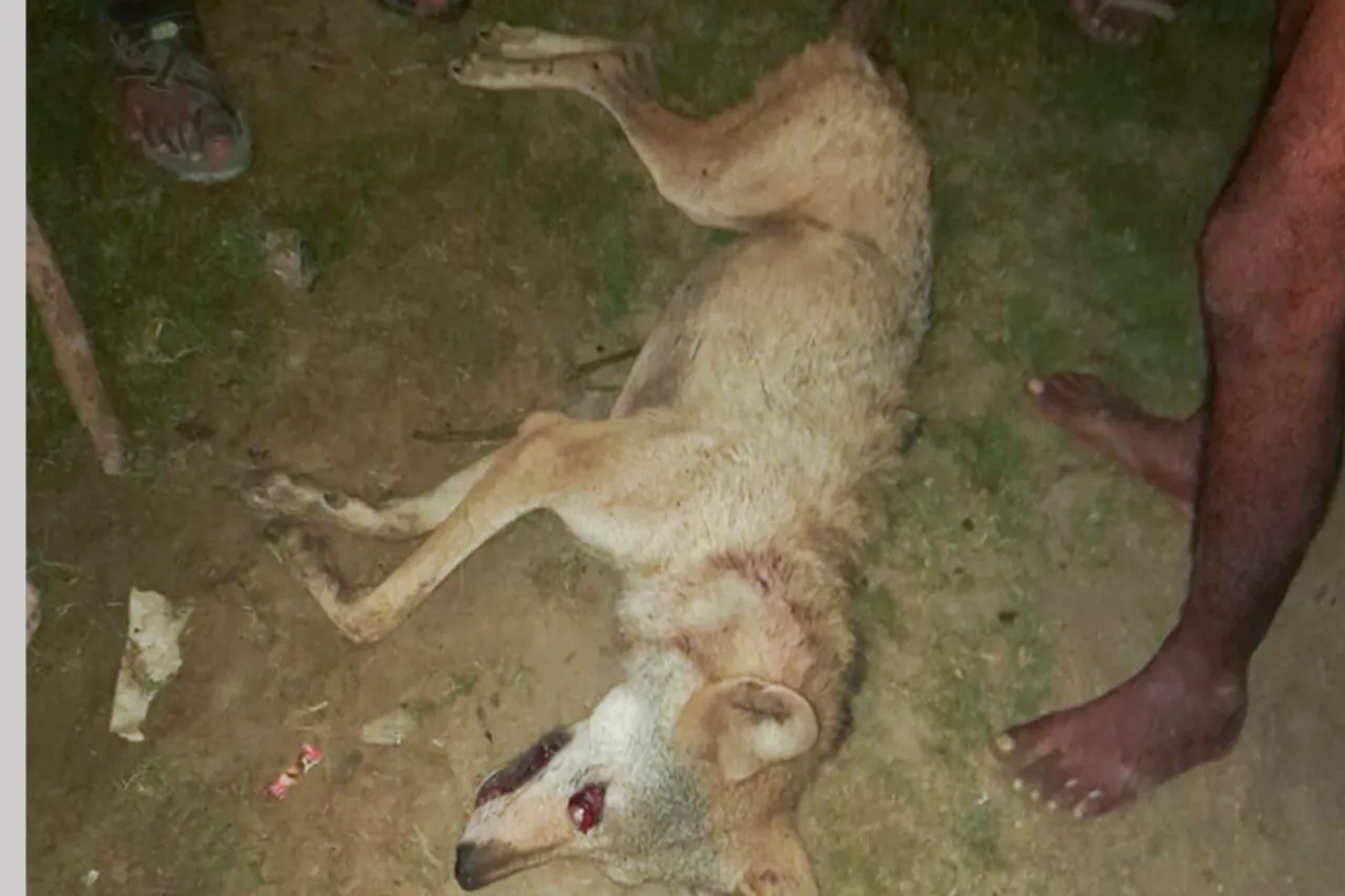 wolf killed in UP
