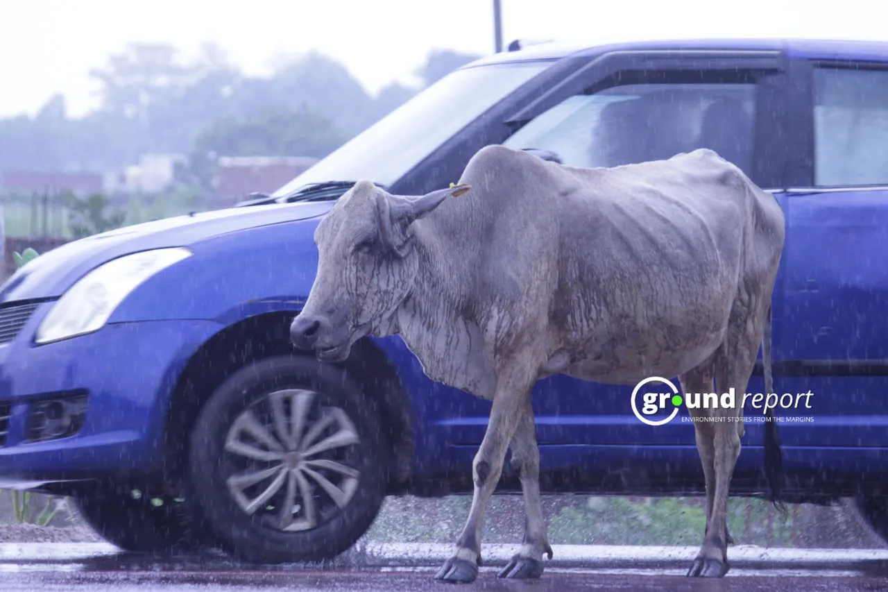 A cow in rain