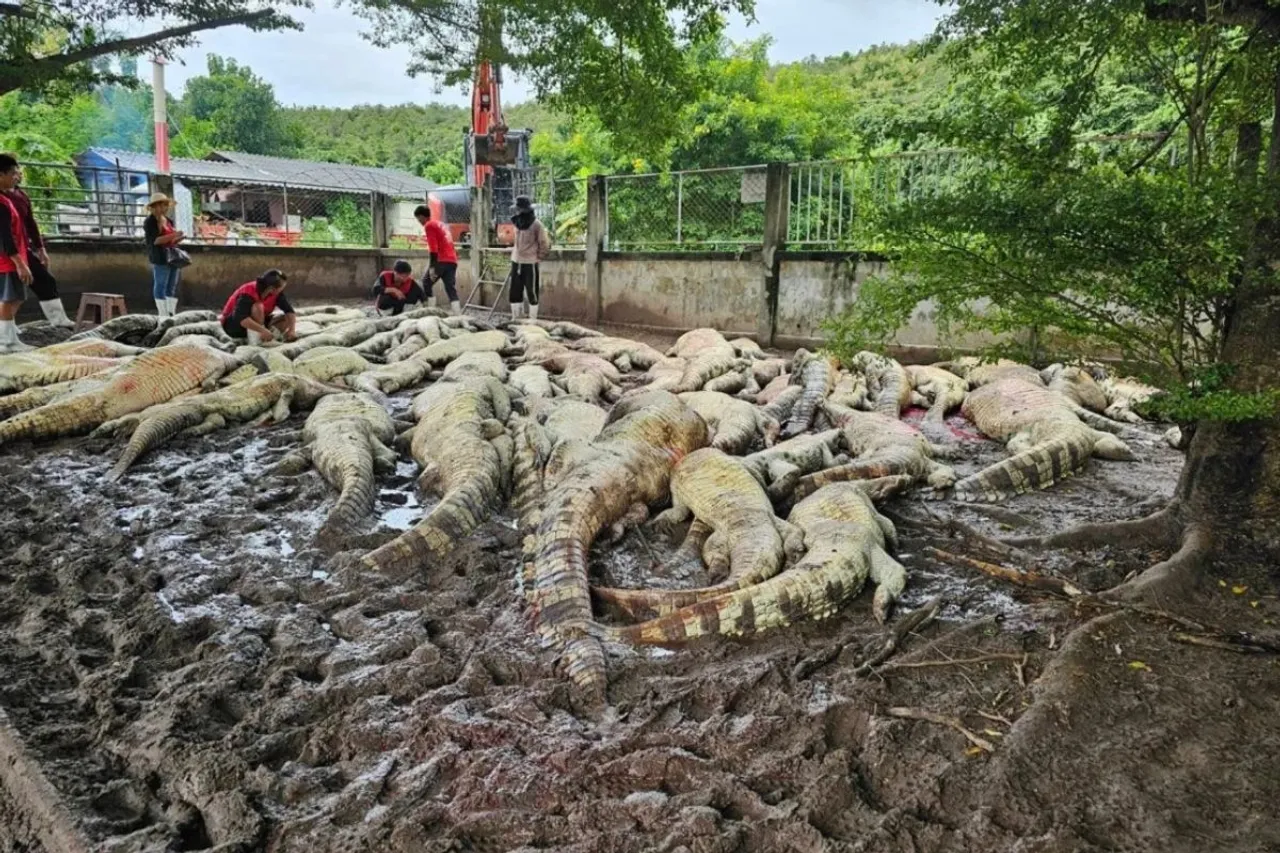 Typhoon yagi forces Thai farmer to electrocute 125 crocodiles