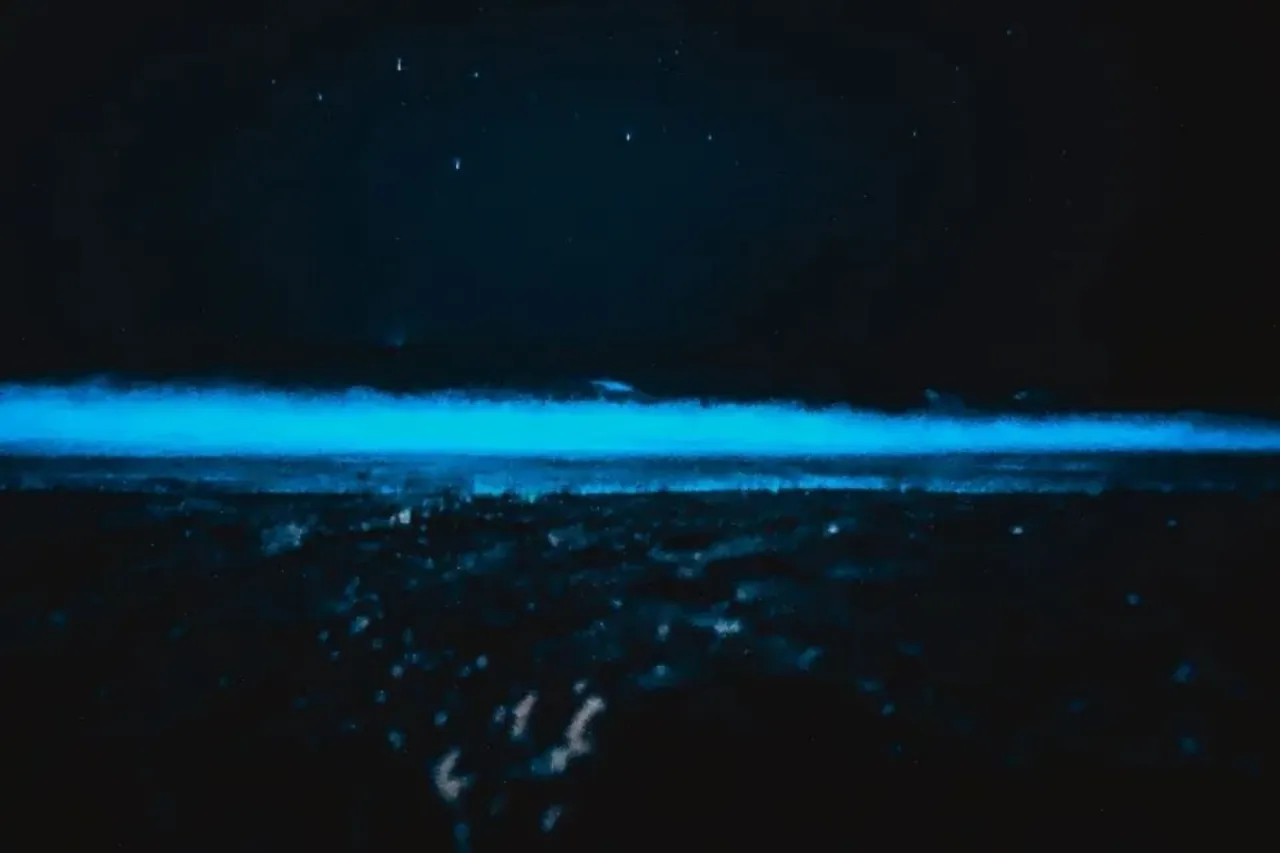 Bhangram Beach, Maharashtra  Bioluminescence