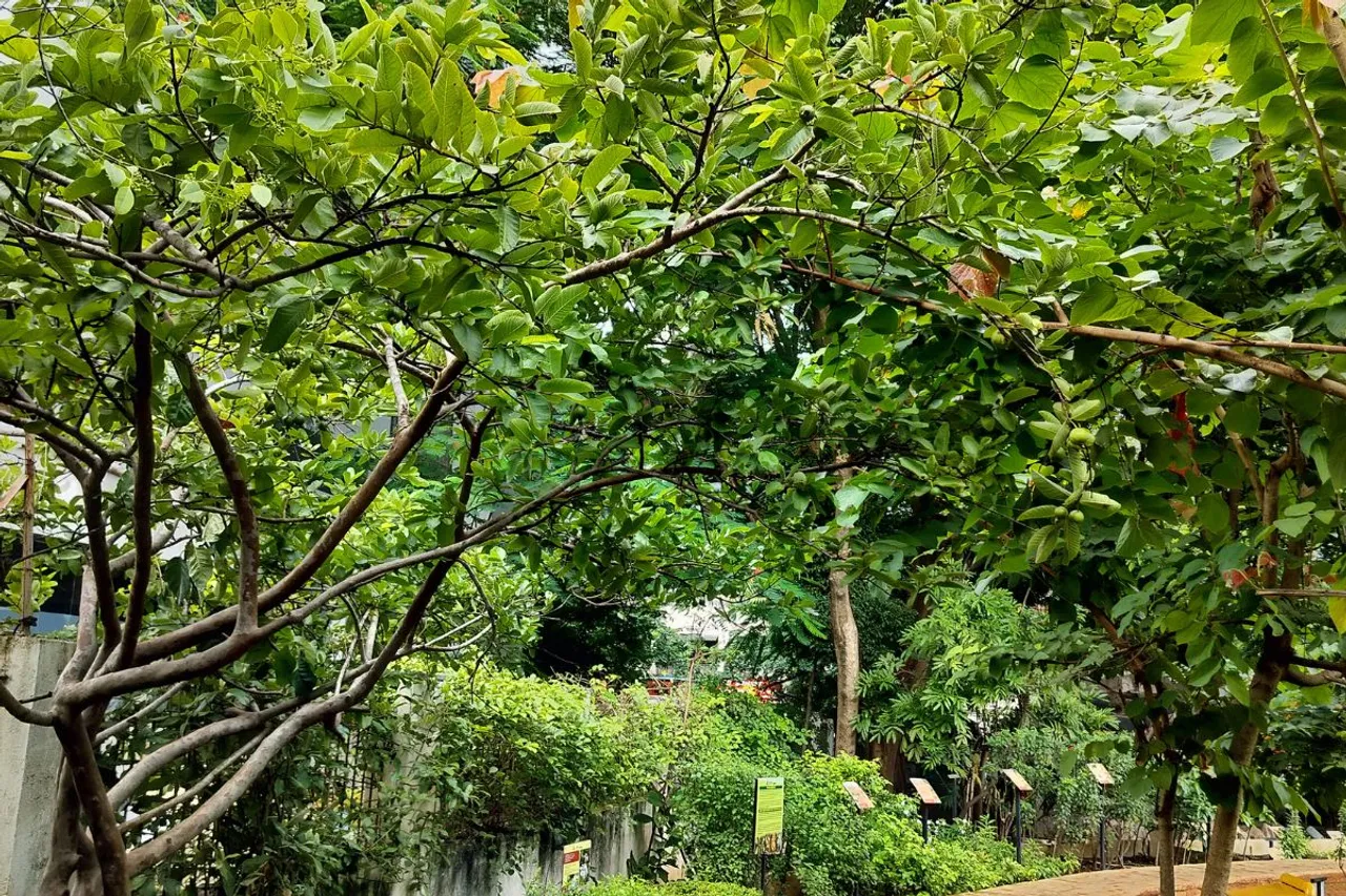 Guava Exotic