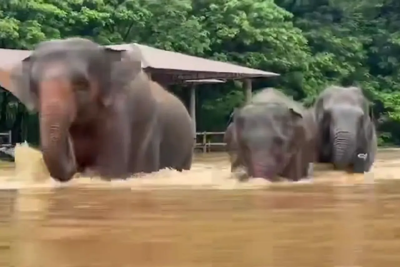 Massive flood hits Chiang Mai in Thailand1