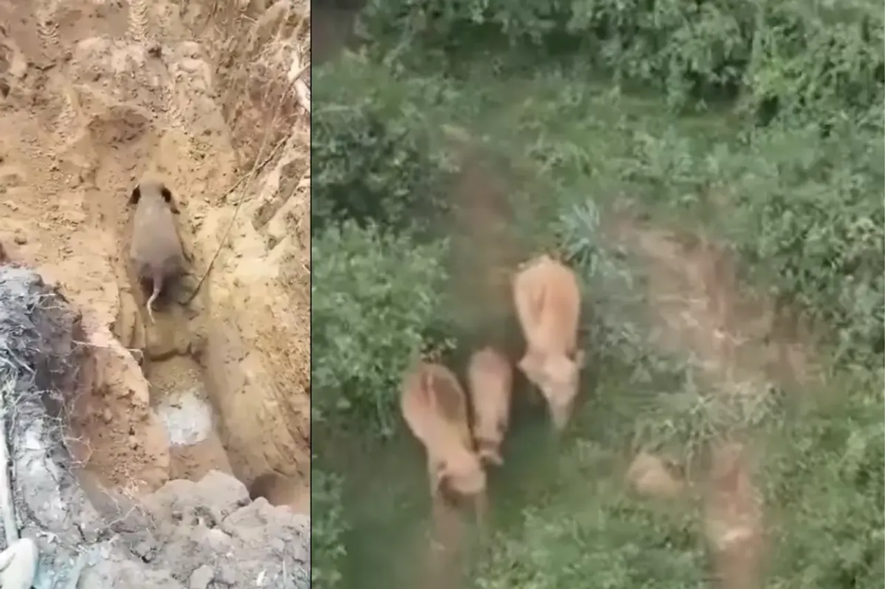 elephant rescue