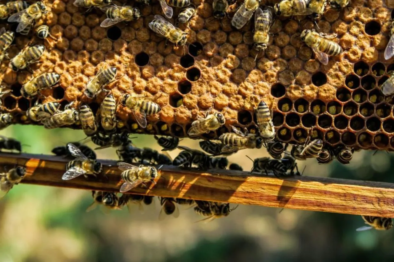 Celebrating the Unsung Heroes World Bee Day 2024