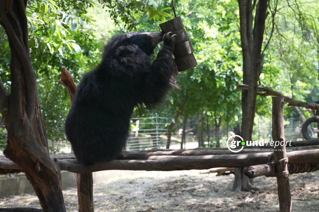 sloth bear licks honey from his enrichment