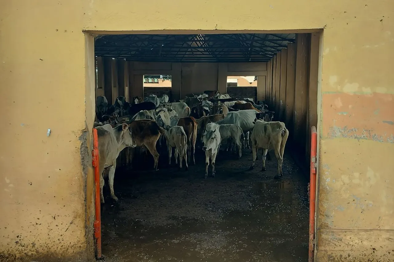 cattle