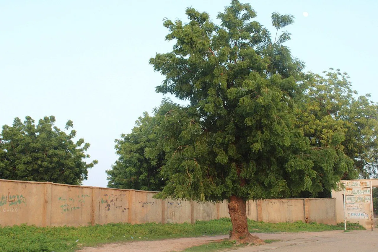 India lost 5.3 million farmland trees in 5 Yrs due to agriculture