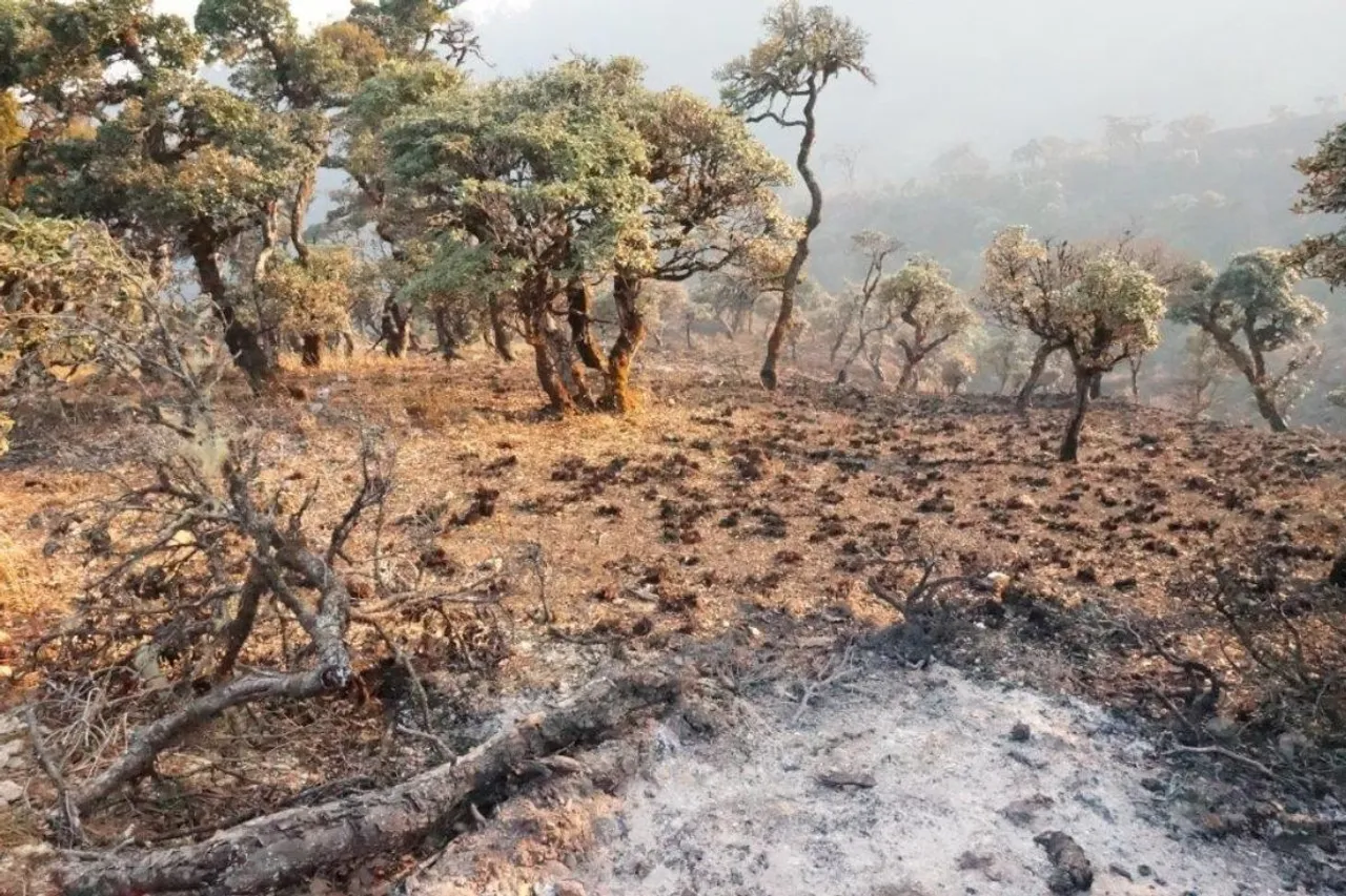 Africa forest fire