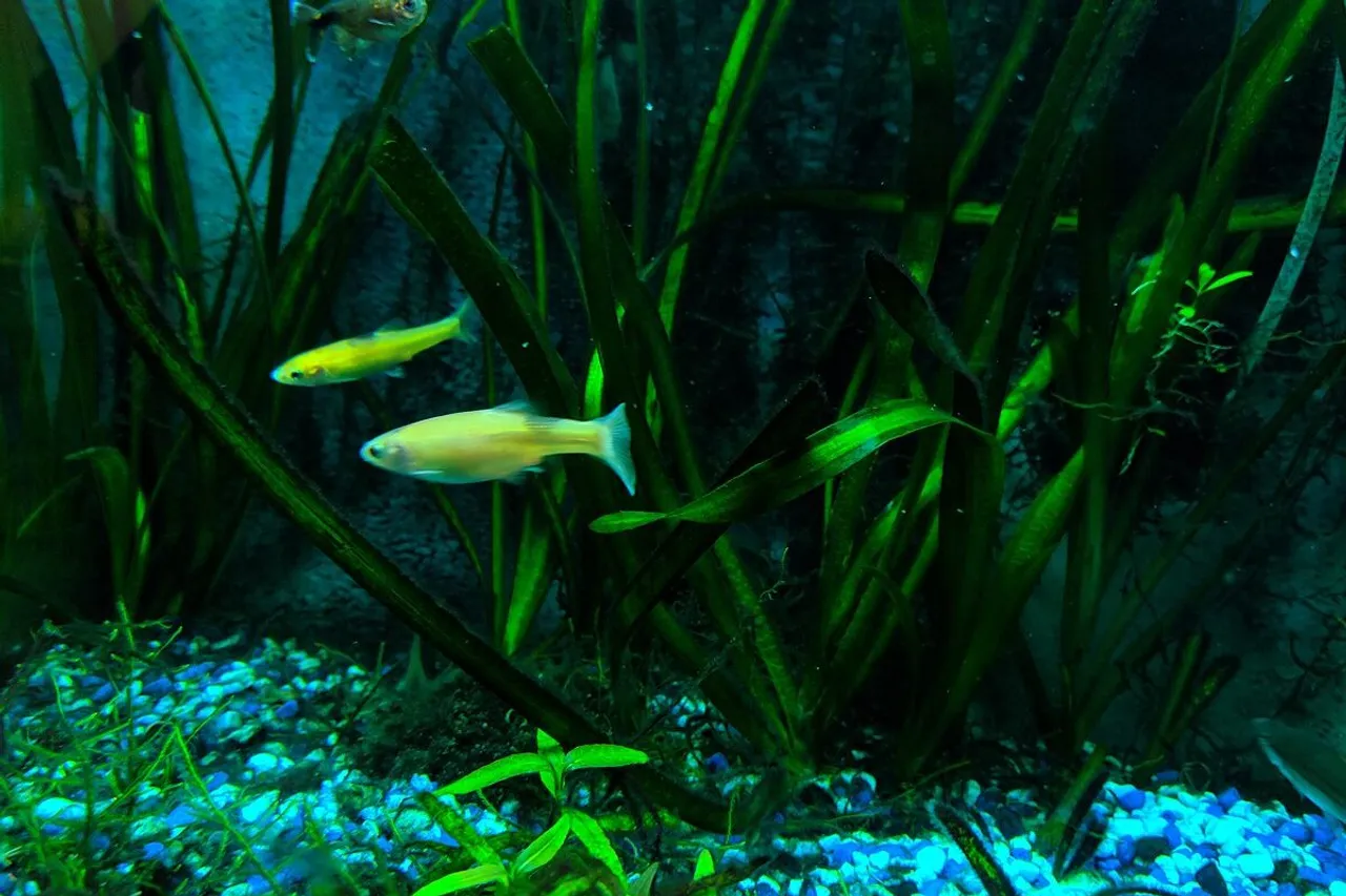 Alarming decline in migratory freshwater fish populations: study