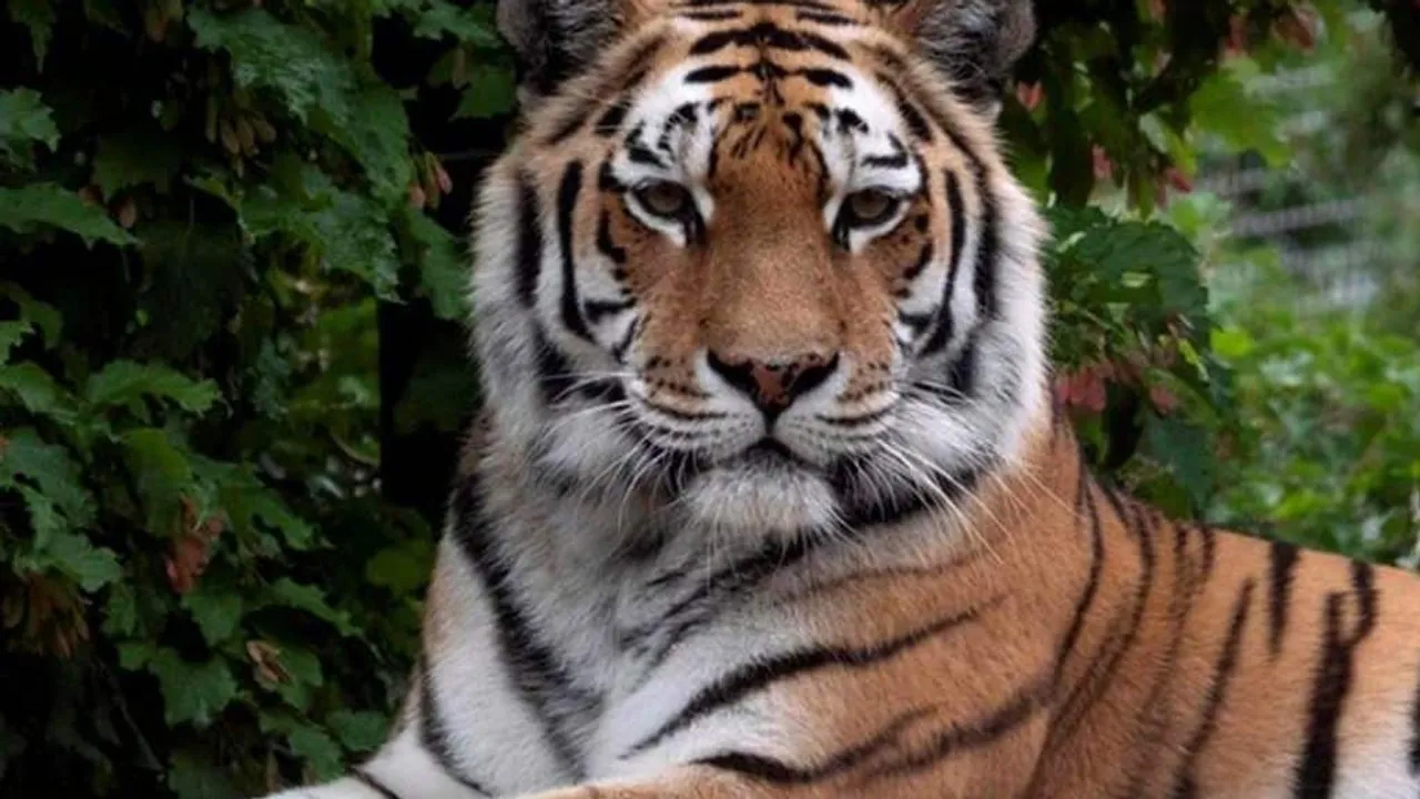 Climate change threatens one of the Bengal tiger's last refuges