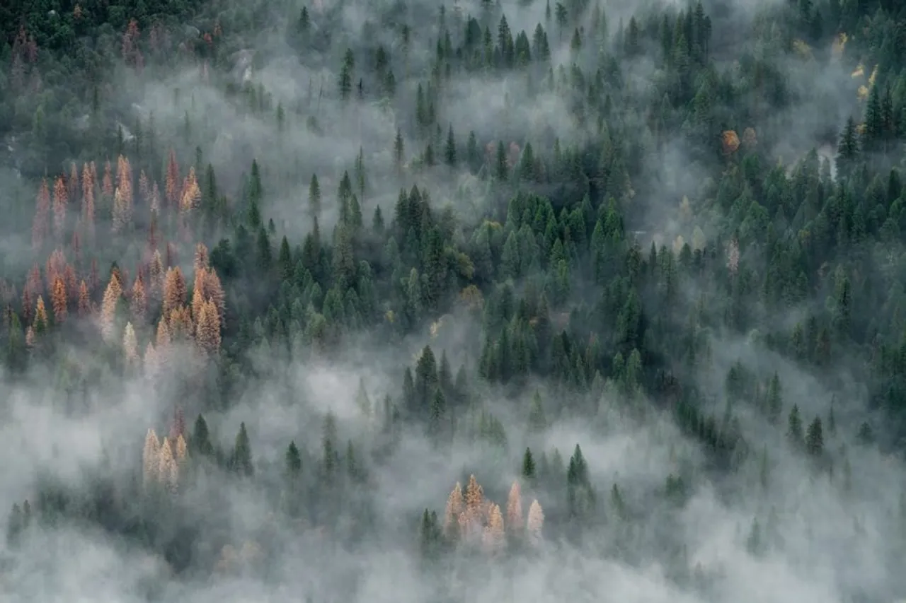 78% increase in environmental crimes in 2020: NCRB report  